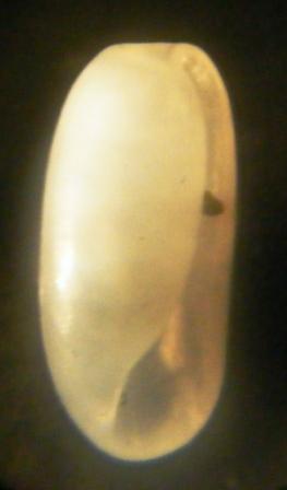 gasteropode